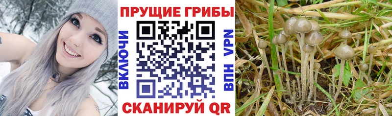 Галлюциногенные грибы мухоморы где продают наркотики Истра