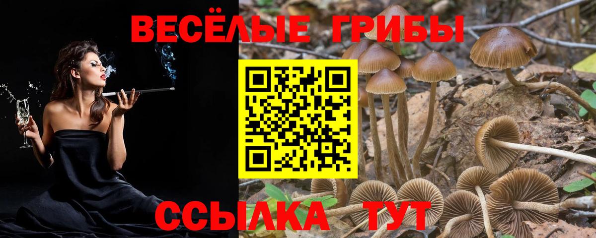 Псилоцибиновые грибы прущие грибы Истра